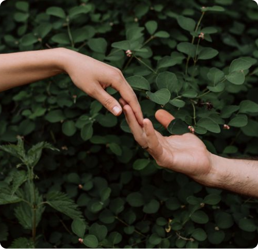 Hands touching plants