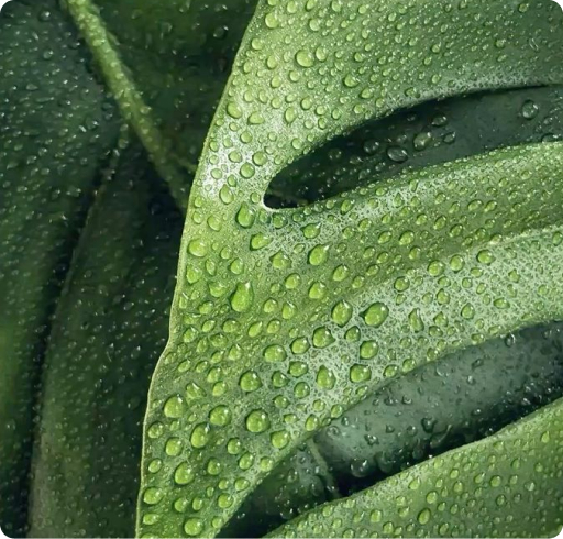 Water drops on leaf